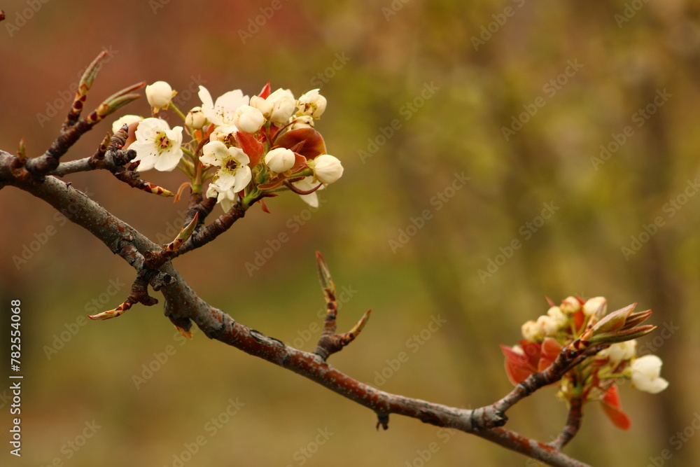 a tree branch with white flowers and a blurry background. a tree branch with white flowers and a blurry background.