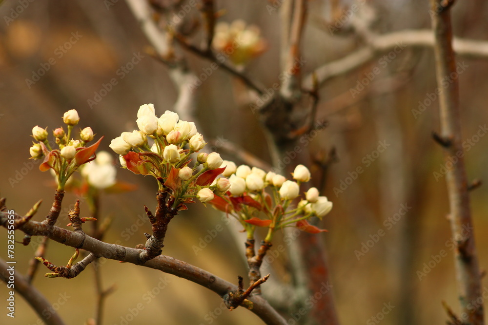 a tree branch with white flowers and a blurry background. a tree branch with white flowers and a blurry background.