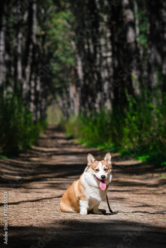 Pembroke Welsh Corgi puppy walks in the forest on a sunny day. He sits with his tongue hanging out. Happy little dog. Concept of care, animal life, health, show