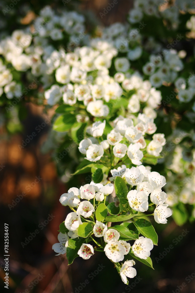 spring background. flower of pear fruit. a tree with white flowers that says spring on it. spring background. flower of pear fruit. a tree with white flowers that says spring on it.