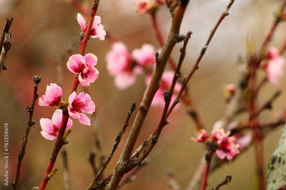 spring background. flower of peach fruit. a tree with pink flowers that are blooming spring background. flower of peach fruit. a tree with pink flowers that are blooming