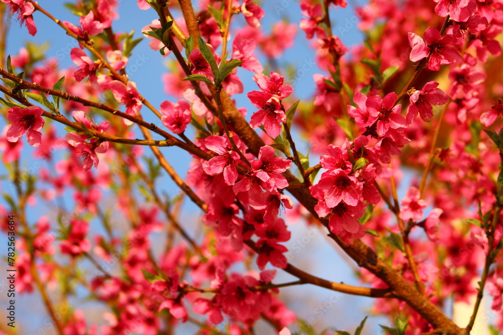 spring background. flower of peach fruit. a tree with pink flowers that are blooming spring background. flower of peach fruit. a tree with pink flowers that are blooming
