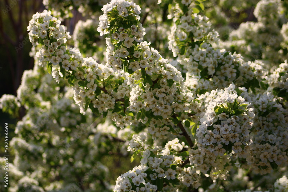 spring background. flower of pear fruit. a tree with white flowers that says spring on it. spring background. flower of pear fruit. a tree with white flowers that says spring on it.