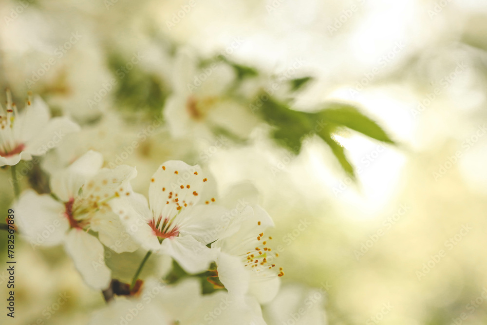 Spring blossom background. Beautiful nature scene with blooming tree on sunny day. Spring flowers Spring blossom background. Beautiful nature scene with blooming tree on sunny day. Spring flowers