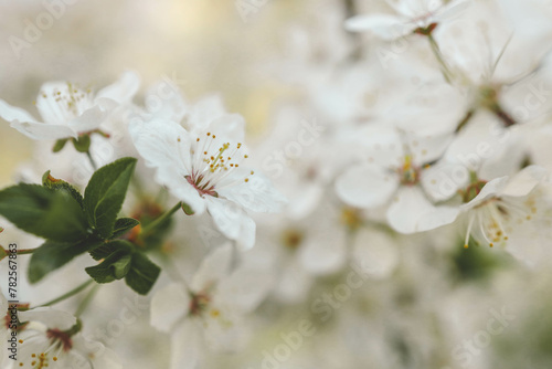 Spring blossom background. Beautiful nature scene with blooming tree on sunny day. Spring flowers