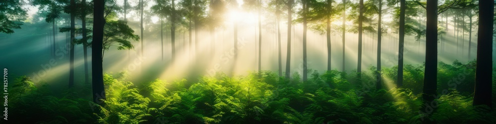 Obraz premium Realistic illustration of summer forest penetrated by the rays of the morning sun. Background for social media banner, website and for your design, space for text. 