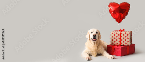 Adorable golden retriever with gift boxes and heart-shaped balloon on grey background