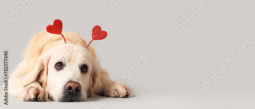 Adorable golden retriever in headband with hearts on grey background