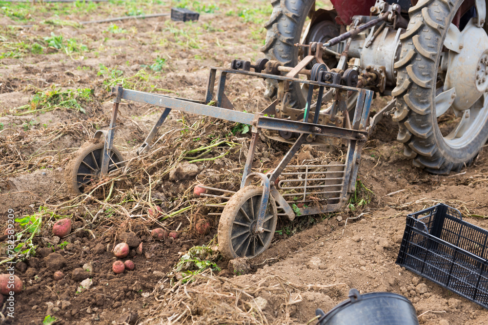 Fototapeta premium Closeup of potato digger machine working on field, lifting potatoes from soil during harvesting