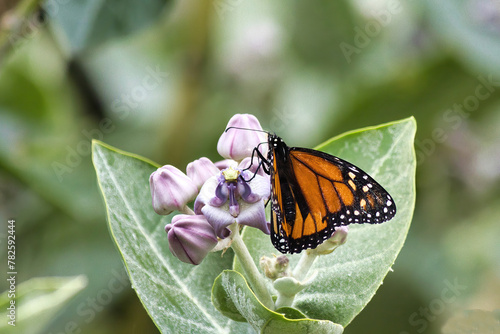 Nature's colors on display as a monarch butterfly sips nectar from a crown flower blossum.