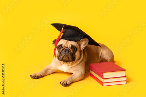 Cute French Bulldog in mortar board with books on yellow background