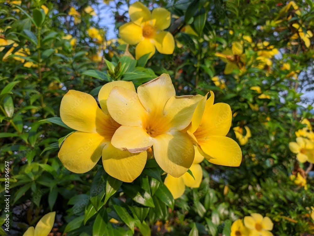 Obraz premium Allamanda Cathartica flower in the morning
