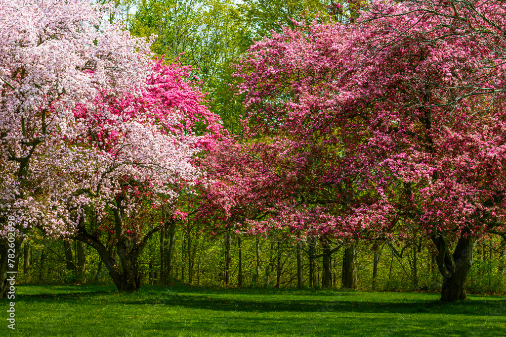 A Japanese Crabapple Trees in Full Bloom in spring time A Japanese Crabapple Trees in Full Bloom in spring time