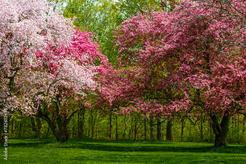   A Japanese Crabapple Trees in Full Bloom in spring time