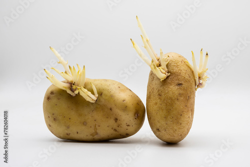 Patatas viejas con brotes, aislado en blanco