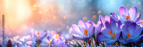 Wild purple crocus blooming in spring field. Crocus heuffelianus or saffron flowers. Springtime landscape. Beautiful morning with sunlight. Floral background for card, banner, poster with copy space