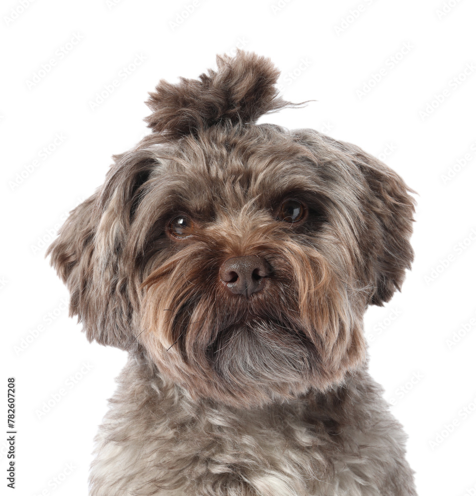 Cute Maltipoo dog on white background. Lovely pet