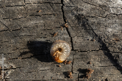 Fotografia New Zealand grass grub displayed curled up on timber slab.