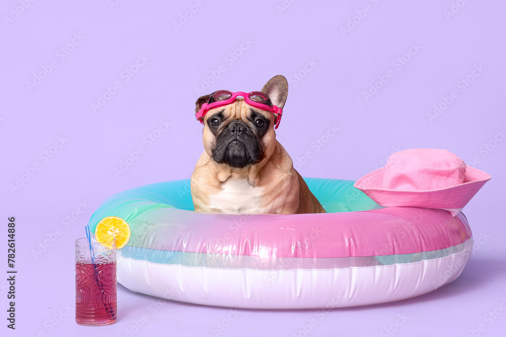 Cute French bulldog with swimming glasses, hat, inflatable ring and glass of cocktail on purple background - obrazy, fototapety, plakaty 