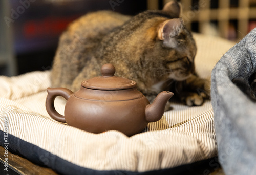 cat and kettle