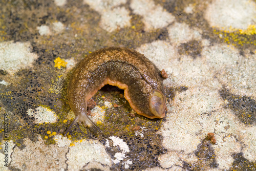Limaccia Fam. Limacidae European red slug, limax sp. Ortakis, Bolotana (Nuoro), Sardegna, Italy