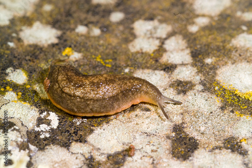 Limaccia Fam. Limacidae European red slug, limax sp. Ortakis, Bolotana (Nuoro), Sardegna, Italy