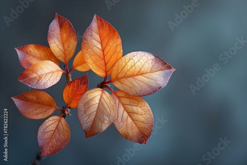 Autumn Harmony: Leaves in Symmetry. Concept Fall Foliage, Seasonal Colors, Nature Photography, Symmetrical Patterns