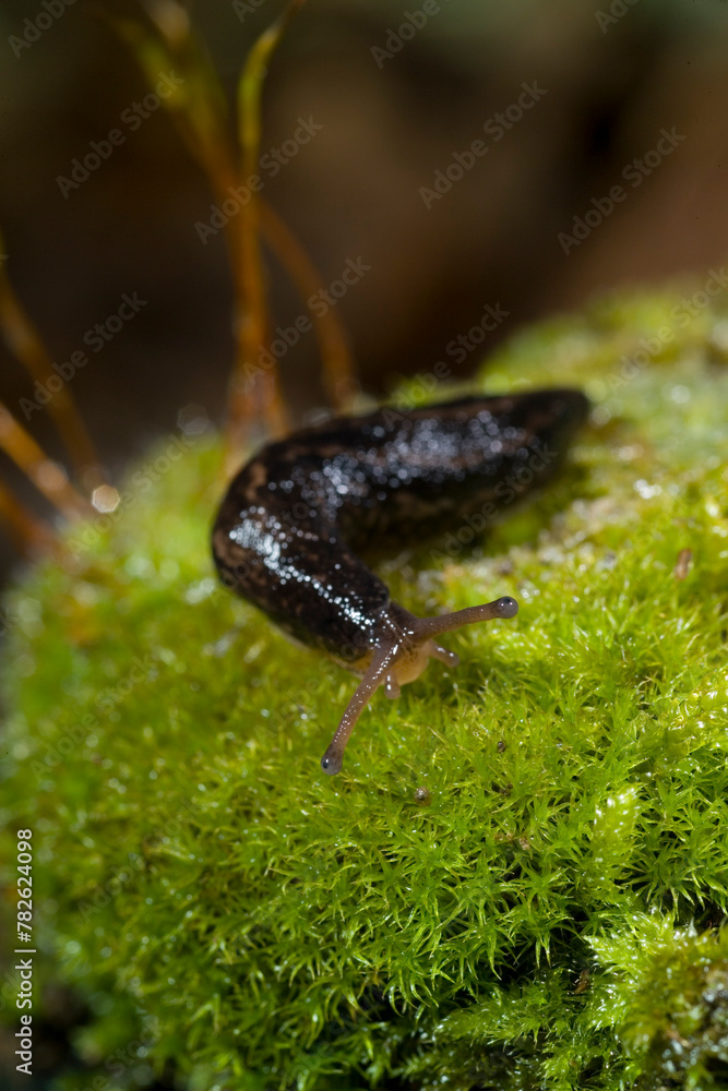 Limaccia Fam. Limacidae European black slug, limax sp. Ortakis, Bolotana (Nuoro), Sardegna, Italy Limaccia Fam. Limacidae European black slug, limax sp. Ortakis, Bolotana (Nuoro), Sardegna, Italy