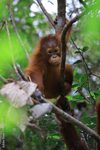orango on the tree 
