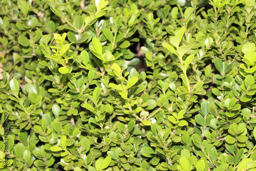 small green leaves. green of nature. green of plants. plant details.