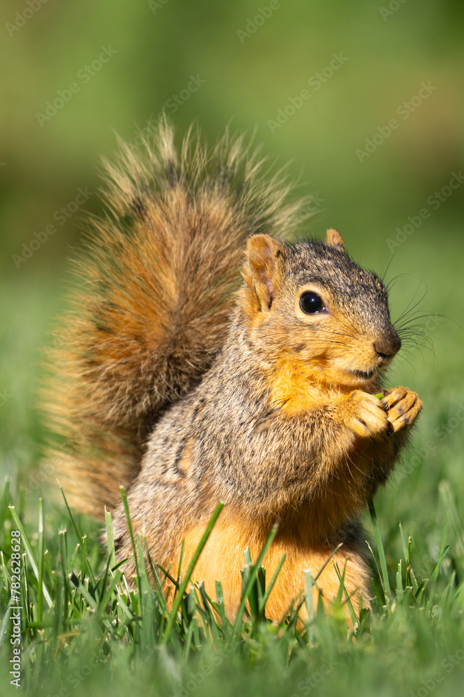 Close up of an eastern fox squirrel eating grass in a yard, in Fresno, California. Close up of an eastern fox squirrel eating grass in a yard, in Fresno, California.