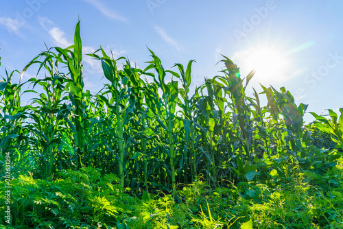A field of corn is in full bloom  with the sun shining brightly on the plants