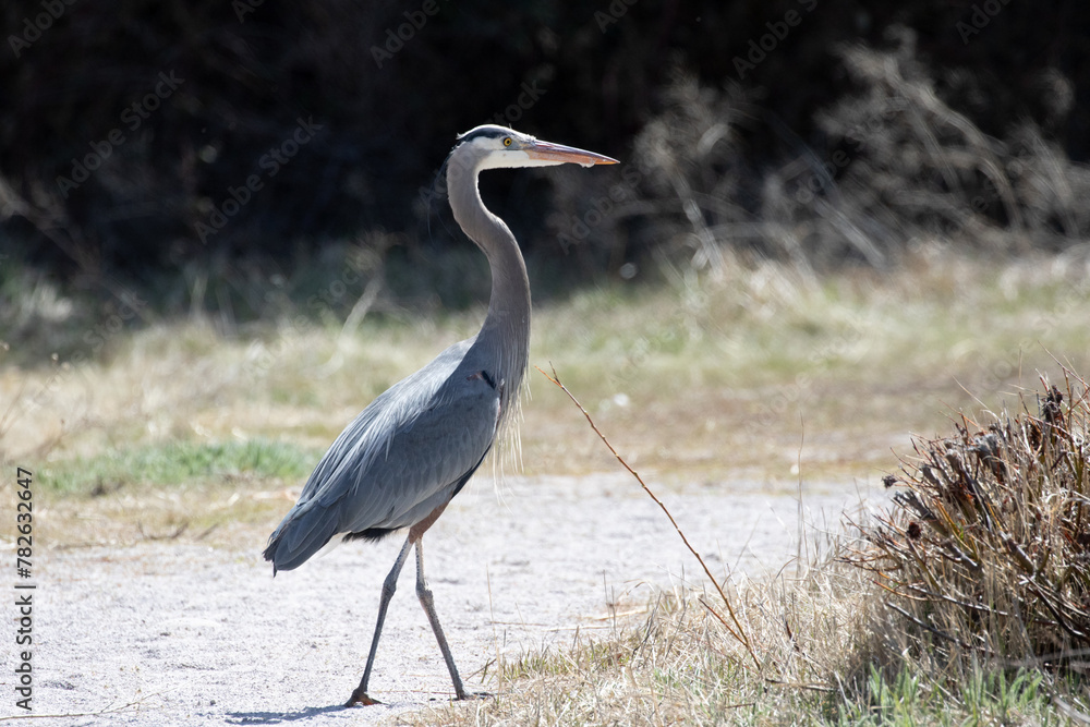 heron