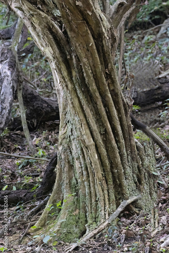 View of a peculiar tree trunk