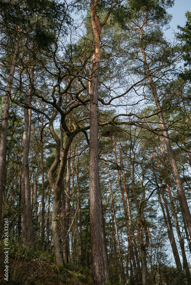 Fototapeta premium Landscapes of the central park of the city of Svetlogorsk