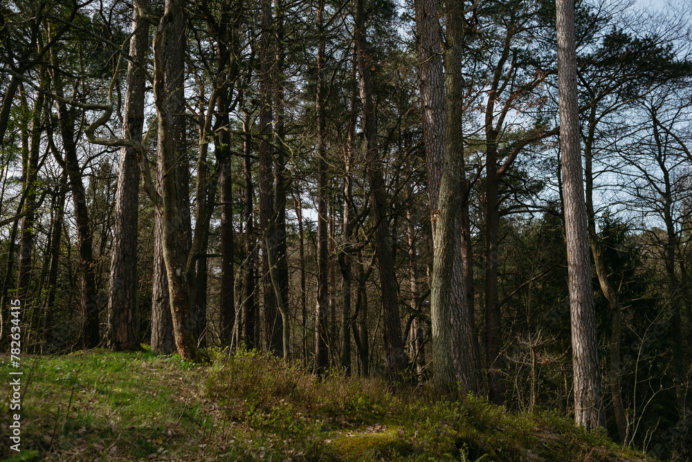 Naklejka premium Landscapes of the central park of the city of Svetlogorsk