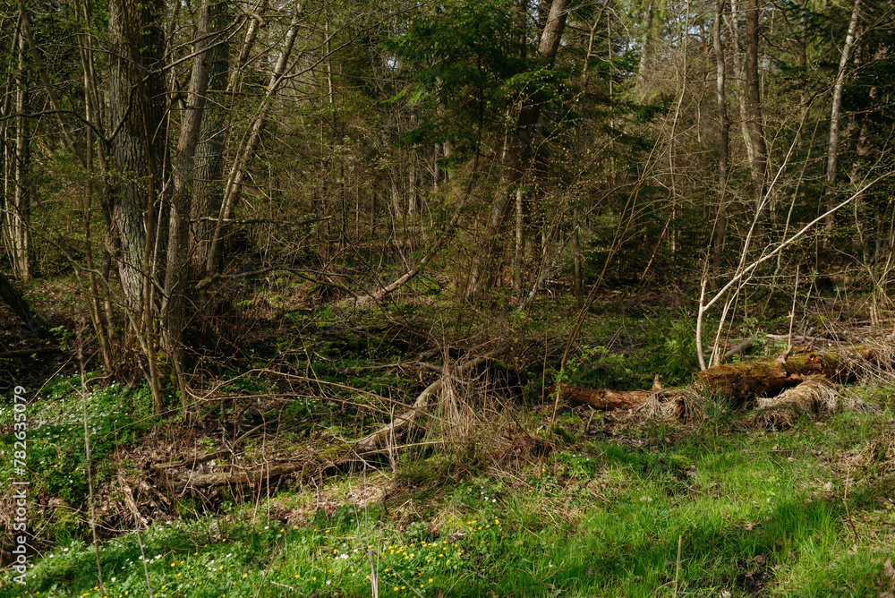Landscapes of the central park of the city of Svetlogorsk Landscapes of the central park of the city of Svetlogorsk