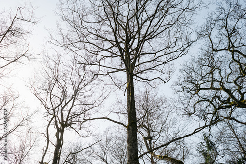 Branches of an old tree photo