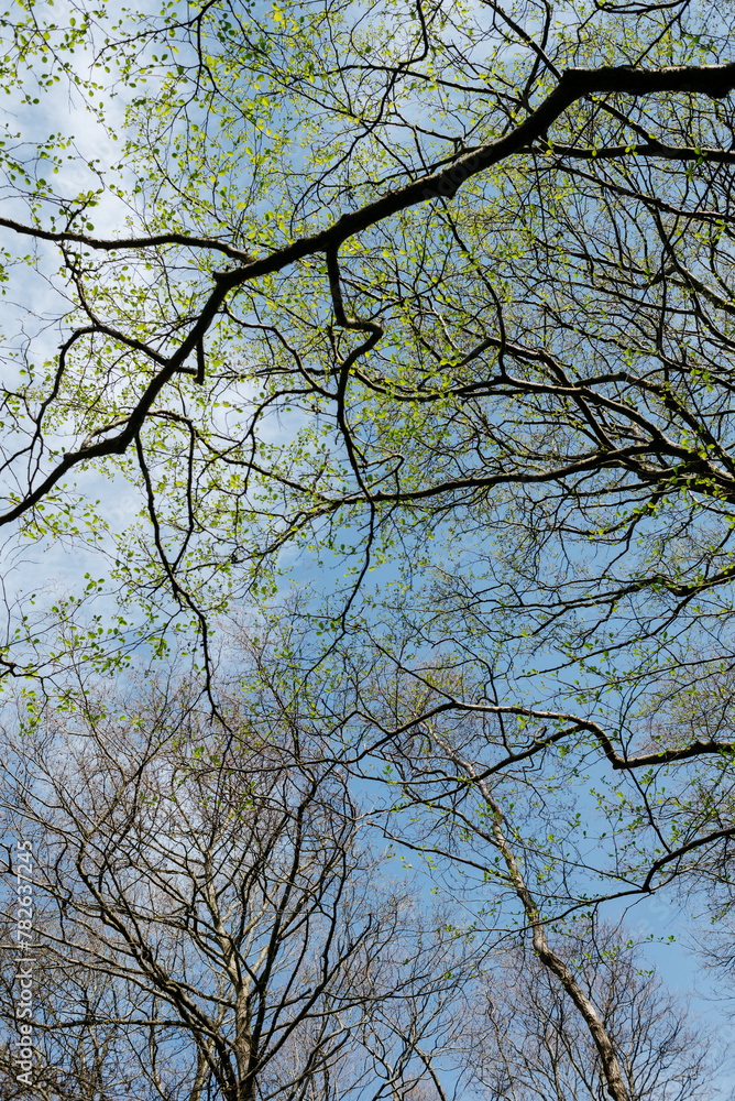 Beautiful tree branches against a blue sky Beautiful tree branches against a blue sky