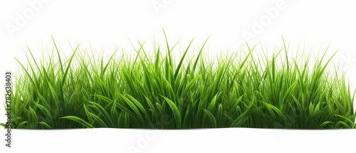 tufts of green grass isolated on white background