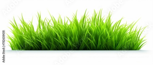 tufts of green grass isolated on white background