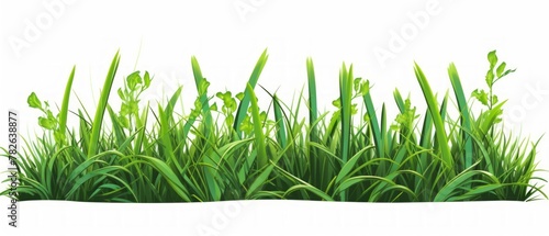 tufts of green grass isolated on white background