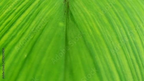 green leaf texture