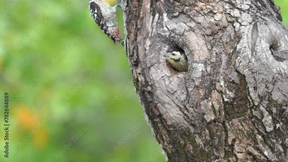 spotted woodpecker Feeding the young in the nest hole spotted woodpecker Feeding the young in the nest hole