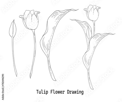 チューリップの花の手描き線画イラストセット