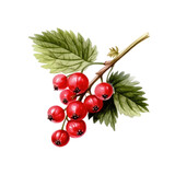 Red currants, watercolor painting. Transparent background, isolated image