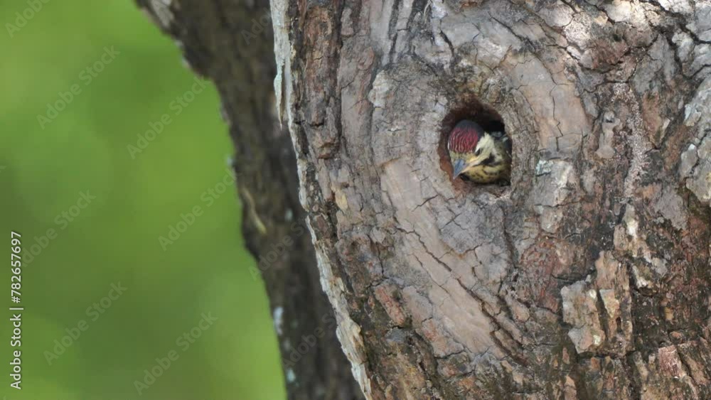 spotted woodpecker Feeding the young in the nest hole spotted woodpecker Feeding the young in the nest hole