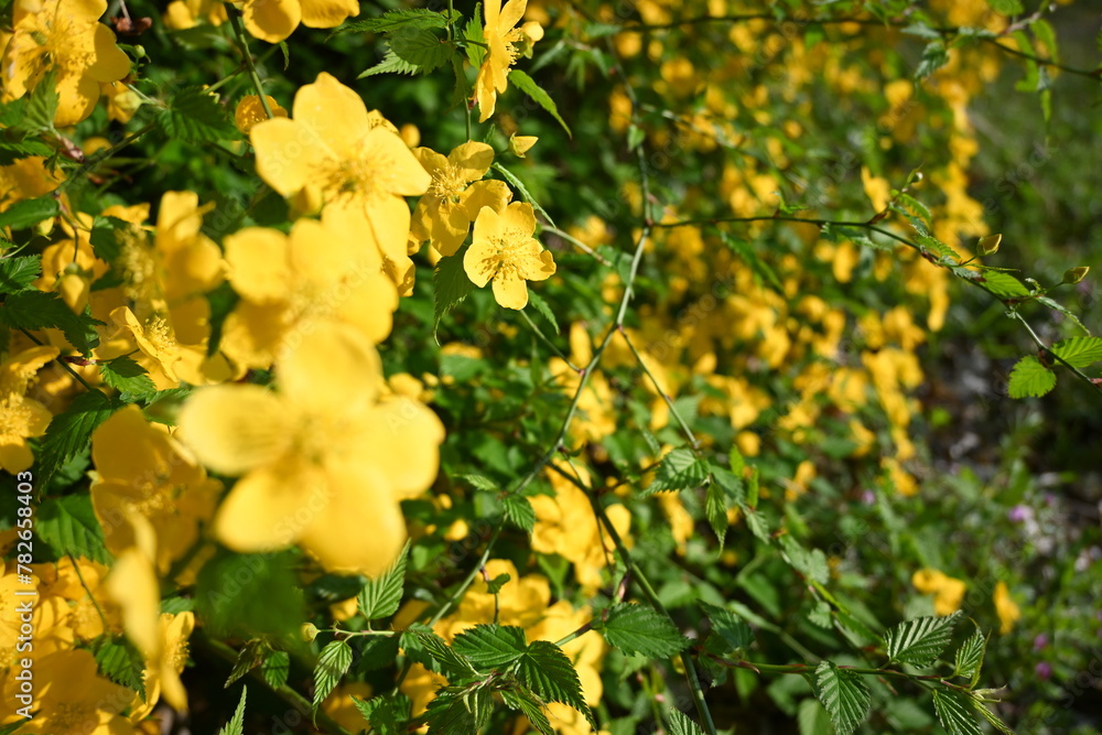 Fototapeta premium 黄色く咲く誇る花