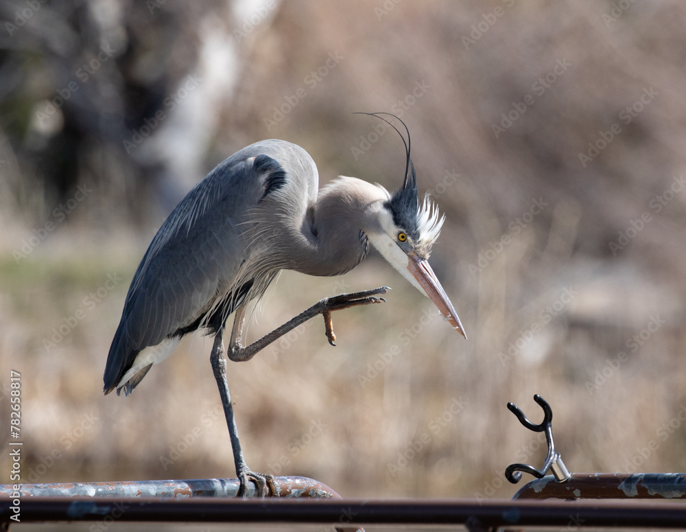 great blue heron