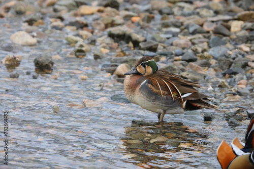 Baikal teal (Sibirionetta formosa), also called the bimaculate duck or squawk duck, is a dabbling duck. This photo was taken in Japan. photo